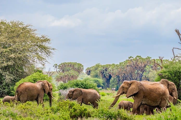 Photo Family Safari