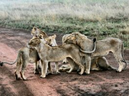 Top 20 Sehenswürdigkeiten von Tansania für den Familienurlaub Photo Serengeti National Park