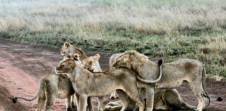 Photo Serengeti National Park