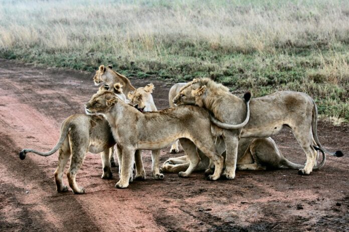 Photo Serengeti National Park