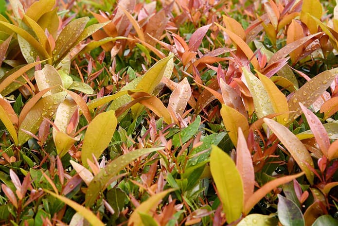 Photo Herbal garden