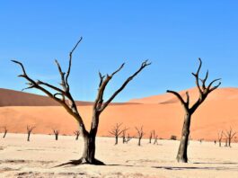 Top 20 Sehenswürdigkeiten von Katar für den Familienurlaub Photo Qatari desert