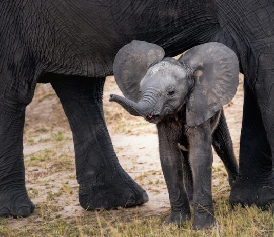 Photo Baby ultrasound