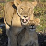 Photo Family Safari