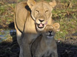 Photo Family Safari