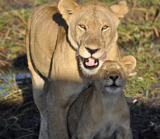 Top 20 Sehenswürdigkeiten von Kenia für den Familienurlaub Photo Family Safari