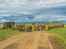 Photo Family Safari