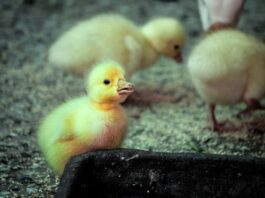 Geburt im Wasser: Meine Erfahrung und Tipps Photo Water birth