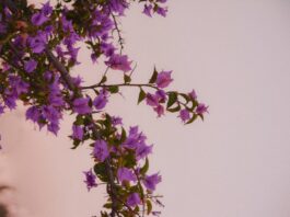 Photo Homeopathic remedies