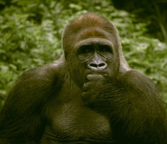 Meine Ausbildung zum Tierpfleger: Alles was du wissen musst Photo Animal care