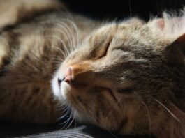 Alles über Babyschlaf: Tipps für dein 14 Monate altes Kind Photo Sleeping baby