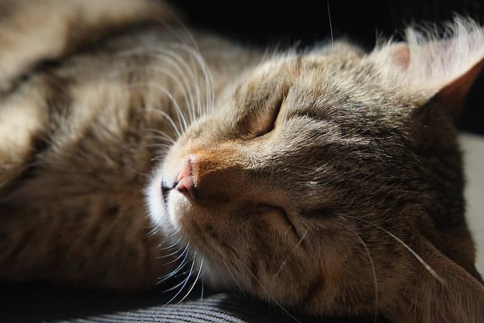 Photo Sleeping baby
