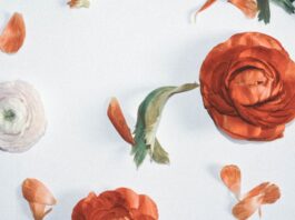 Photo Homeopathic remedies