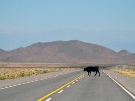 Wie kannst du deine Milchproduktion anregen? Photo Lactating cow