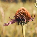 Photo Homeopathic remedies