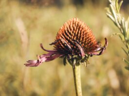 Kannst du Borreliose mit Homöopathie behandeln? Photo Homeopathic remedies