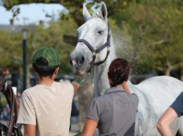 Tierpfleger Ausbildung: Alles, was du wissen musst Photo Animal care