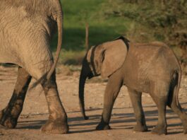 Photo Mother and baby