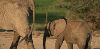 Photo Mother and baby