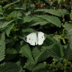 Photo Nettle leaves