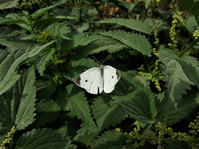 Photo Nettle leaves