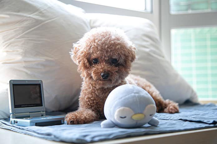 Photo Twin breastfeeding pillow