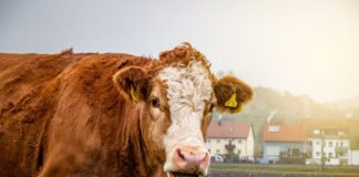 Photo Milking cow