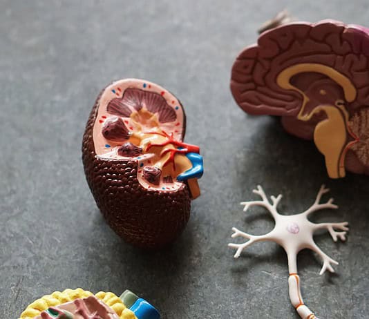 Photo Brain scan