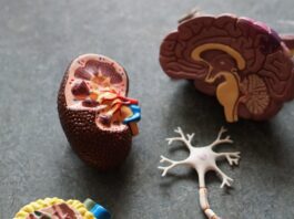 Tipps gegen ADHS und Migräne: Wie du deine Symptome lindern kannst Photo Brain scan