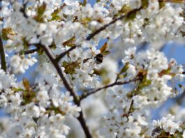 Bachblüten bei ADHS: Wie du deine Symptome lindern kannst Photo Bach flowers