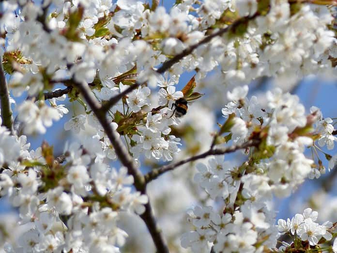Photo Bach flowers