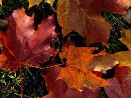 Photo Questionnaire form