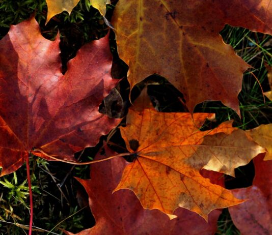 Photo Questionnaire form