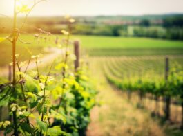 Stillen und Alkohol: Was du wissen musst Photo Breastfeeding, Wine