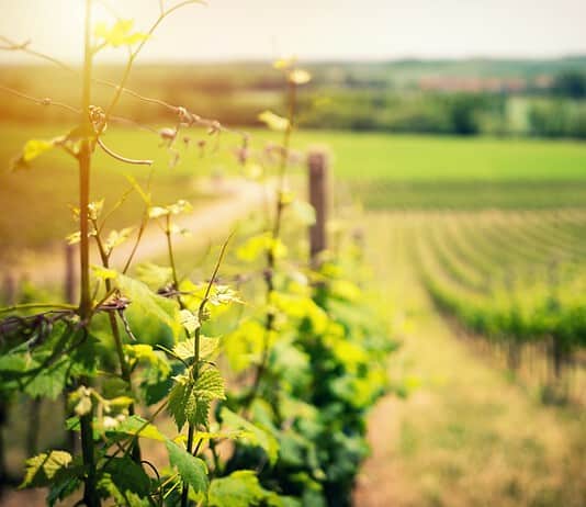 Photo Breastfeeding, Wine
