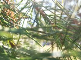 Photo Acupuncture needles