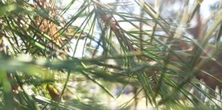 Photo Acupuncture needles