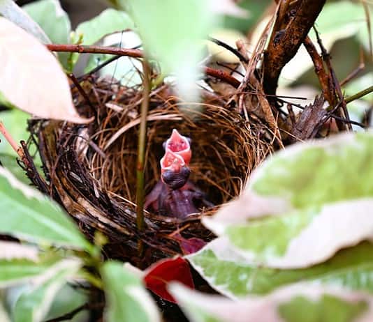 Photo Home birth