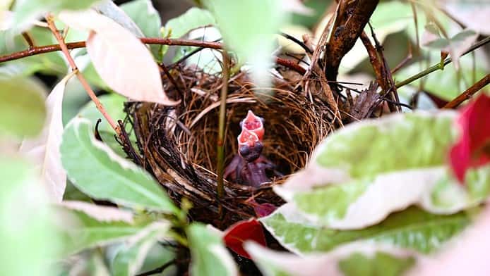 Photo Home birth