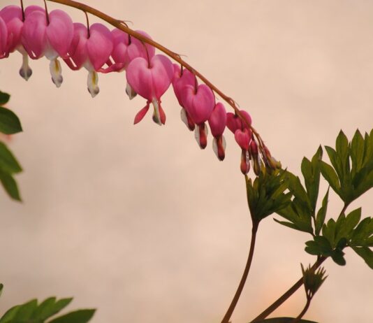 Der Wochenfluss: Was du darüber wissen solltest Photo Postpartum bleeding