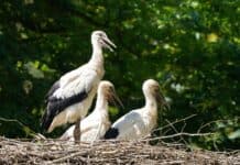 Photo Stork with baby