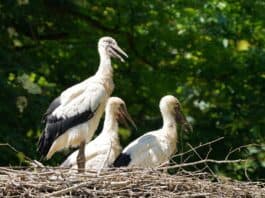 Photo Stork with baby