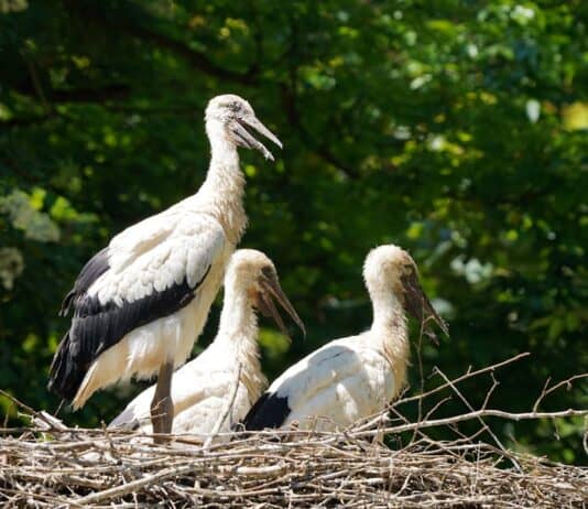 Klapperstorch: Kennst du die Legende? Photo Stork with baby