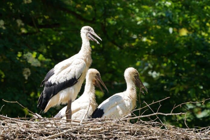 Photo Stork with baby