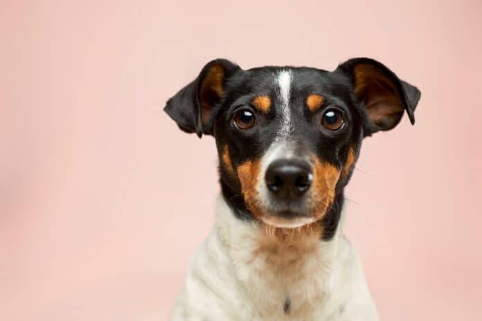Photo hund