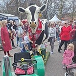 Kuh auf Traktor bei Festveranstaltung